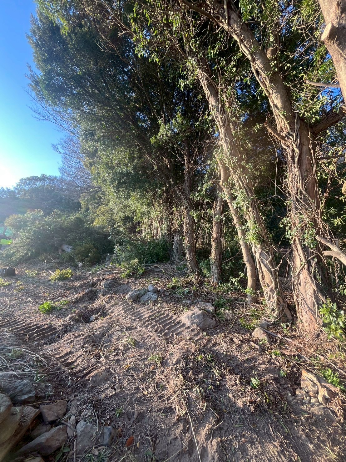 N様邸 草刈り・伐採