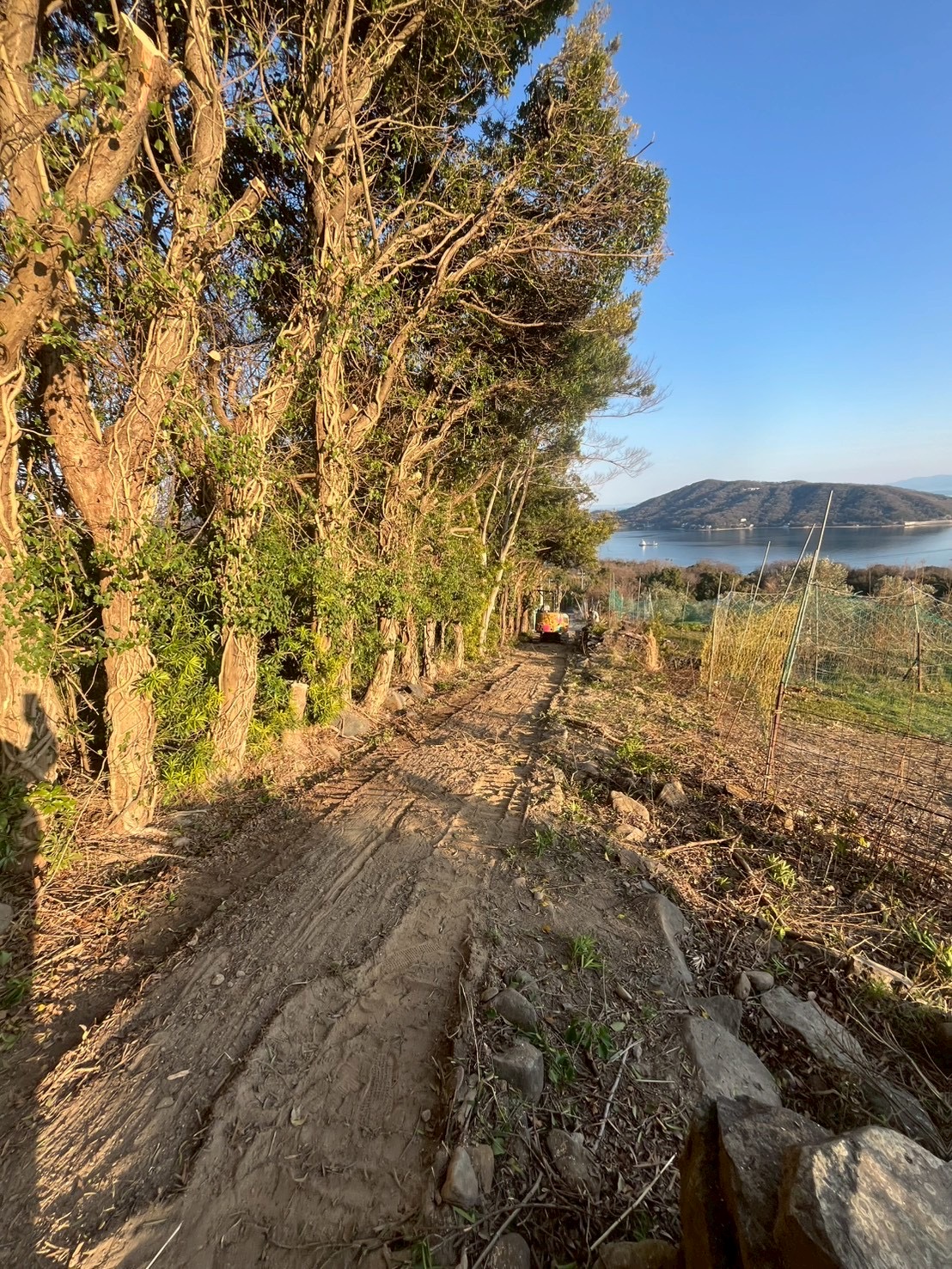 N様邸 草刈り・伐採