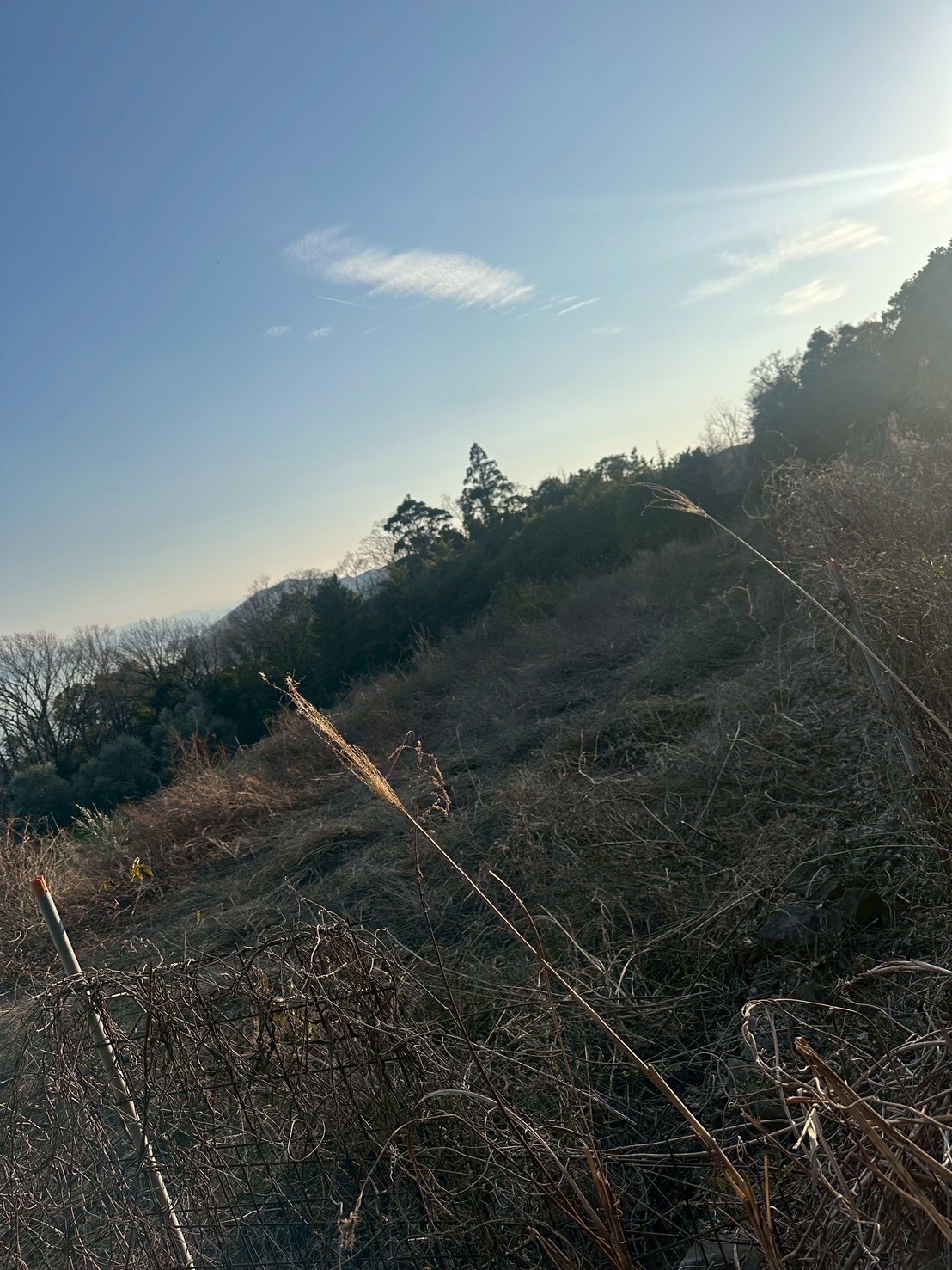 N様邸 草刈り・伐採